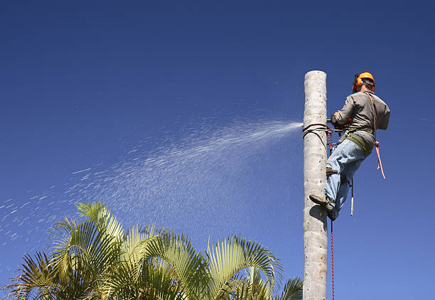 Best Utility Line Clearance  in Clementon, NJ