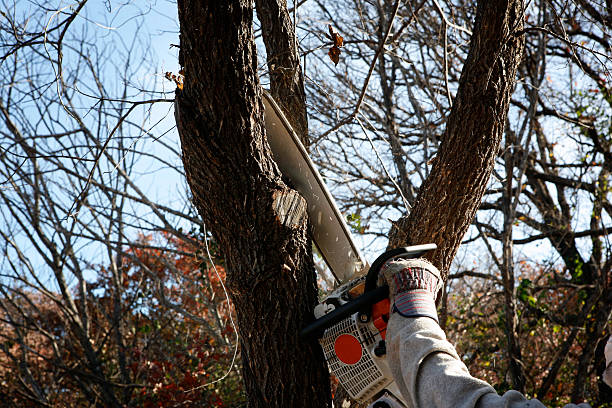 Best Hazardous Tree Removal  in Clementon, NJ