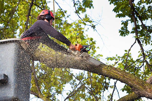 Best Tree Disease Treatment  in Clementon, NJ