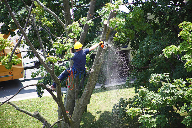 Best Leaf Removal  in Clementon, NJ