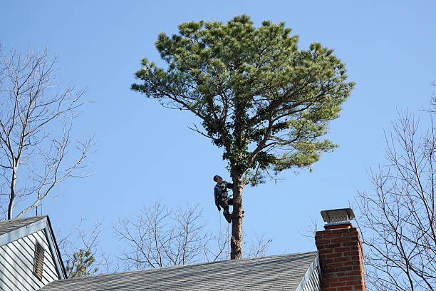 Best Fruit Tree Pruning  in Clementon, NJ