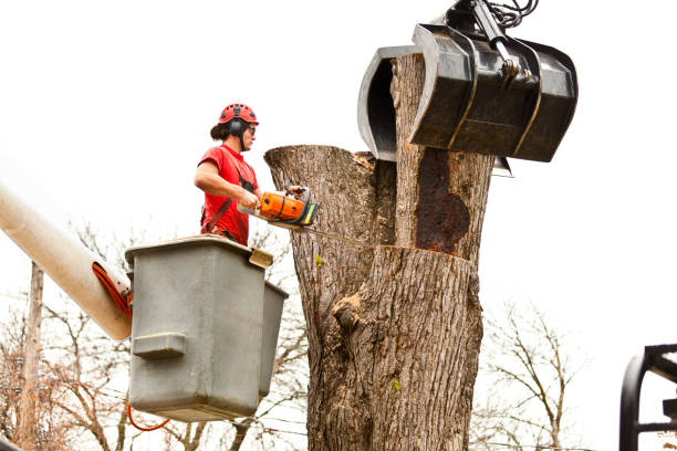 Best Commercial Tree Services  in Clementon, NJ